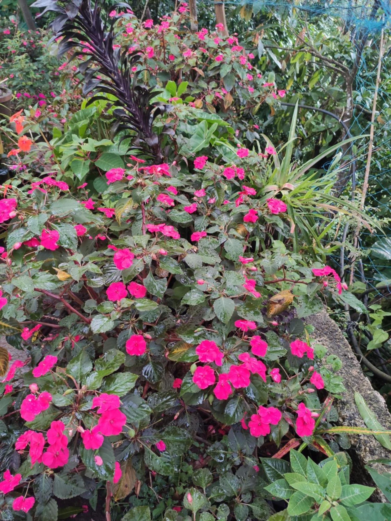 Soly'S Villa Homestay Munnar Phòng bức ảnh